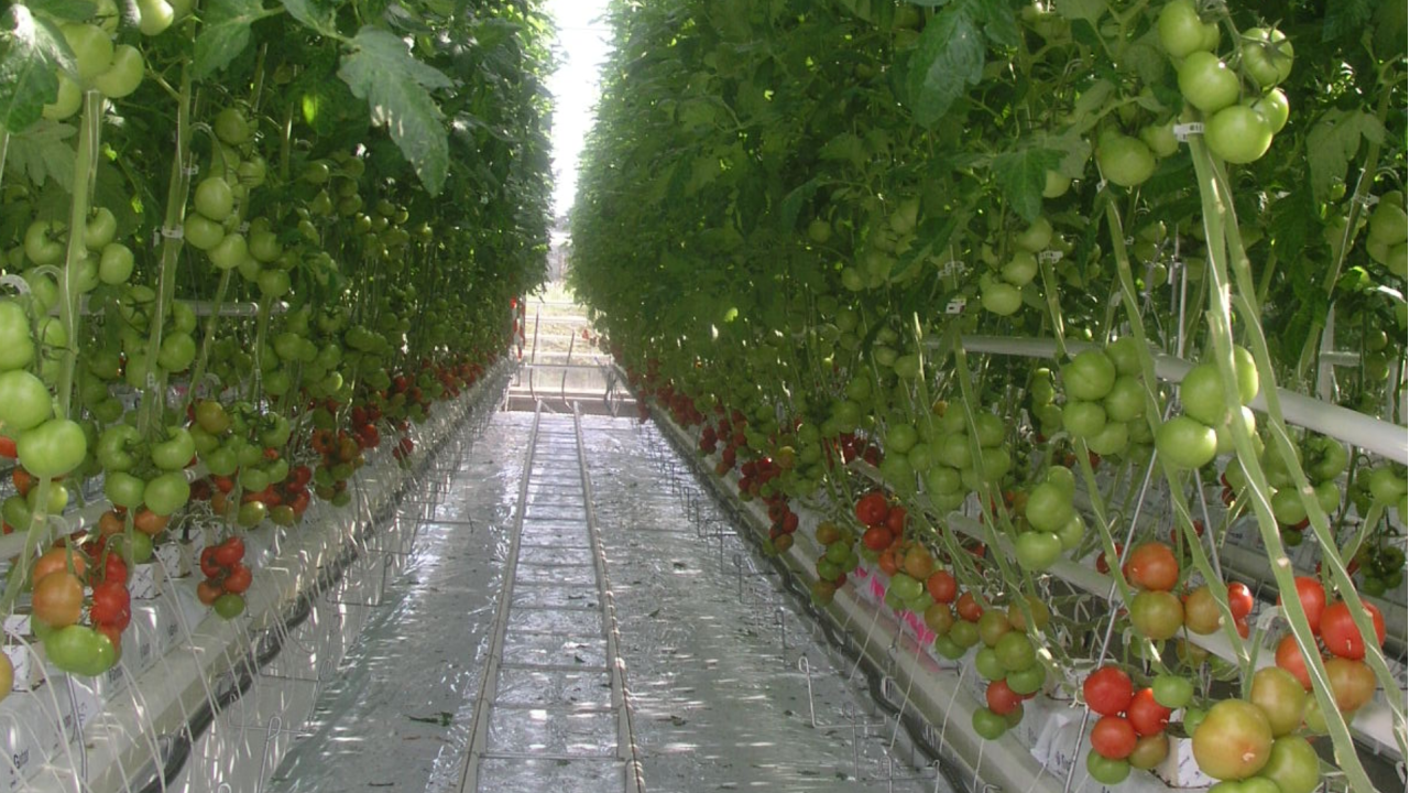 Soilless tomatoes in greenhouses: energy-efficient climate control