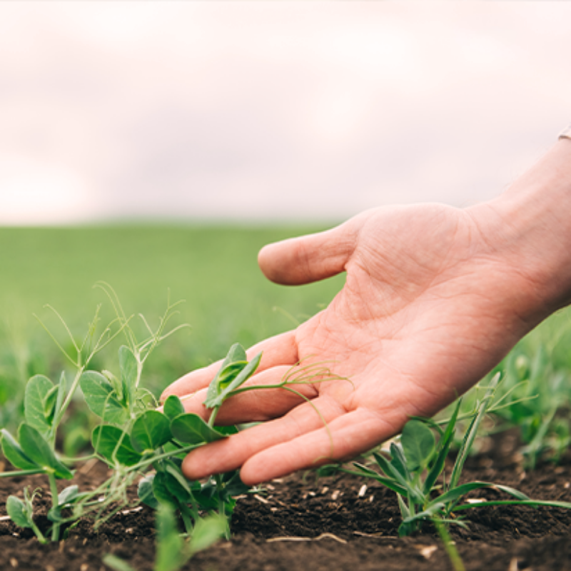 Plant-based Proteins