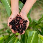 Biostimulants Veragrow