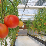 Coatema Agrivoltaics