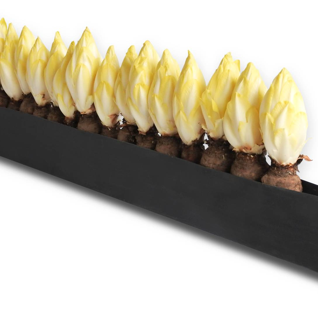 Gouttière de culture DFC