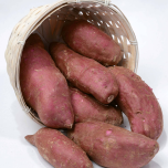 Gamme Patates douces VOLTZ Maraîchage