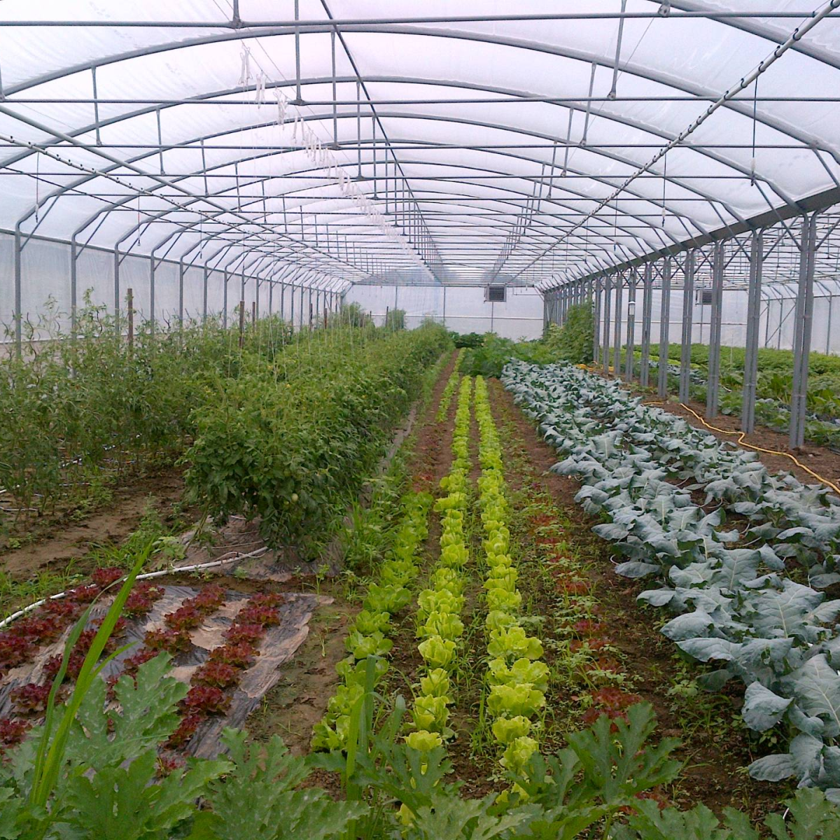 Serres : étude, fourniture et montage