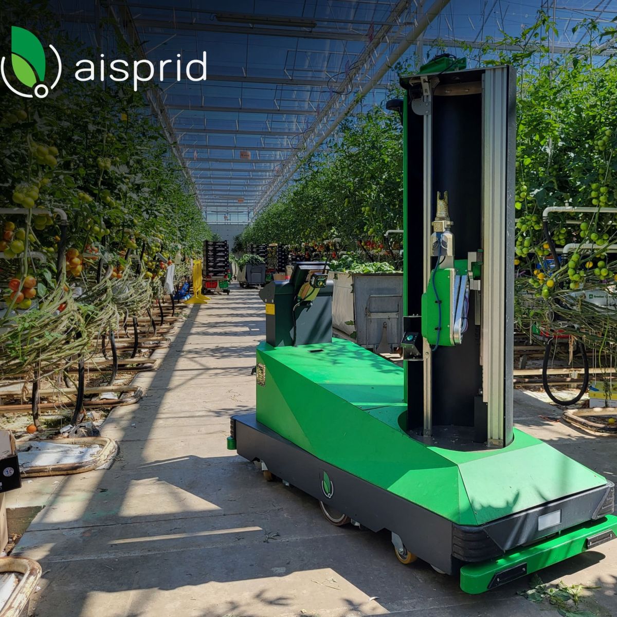 Robot autonome d'effeuillage de plants de tomates