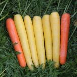 Gamme Carotte