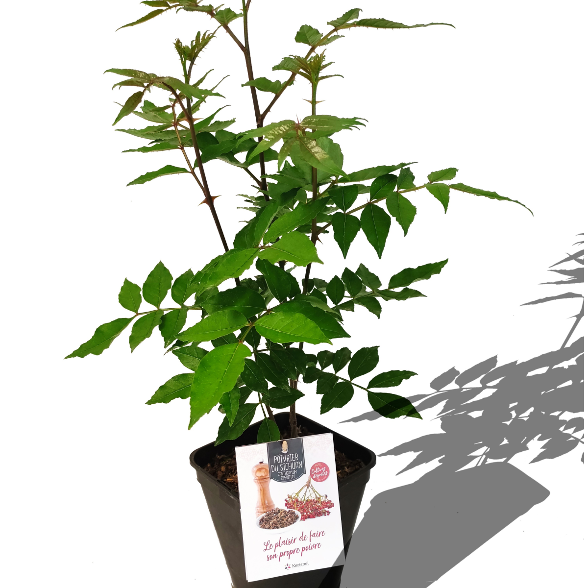 LE PLAISIR DE FAIRE SOI-MÊME