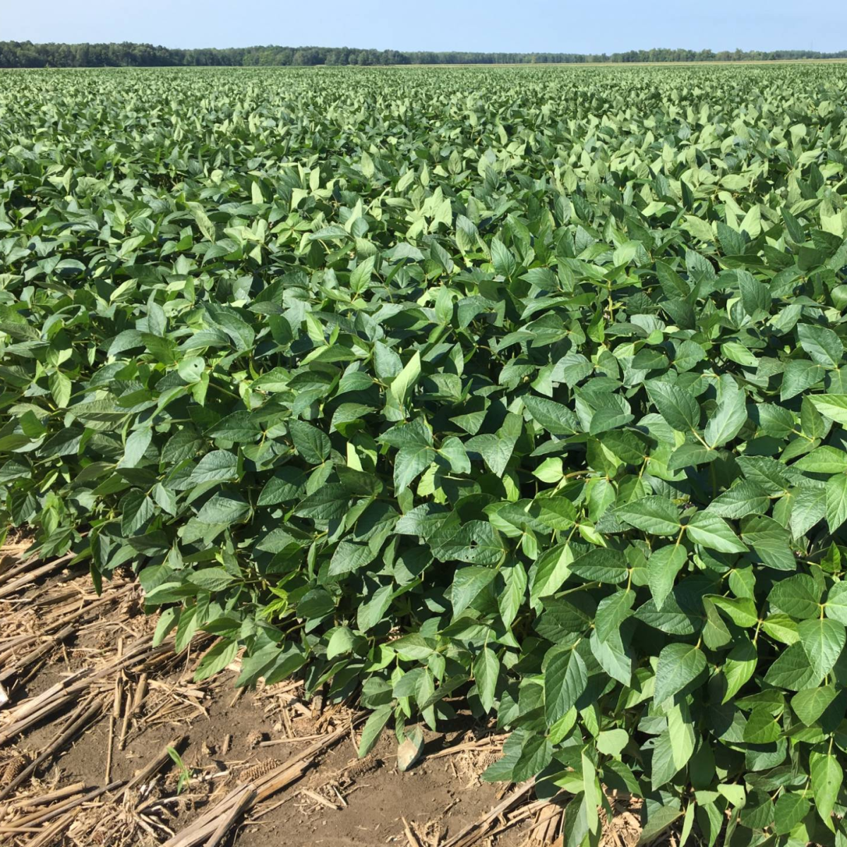 Roundup Ready 2 Xtend Soybeans