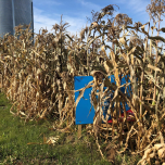 Conservation Ag Plot Tour - July 22nd, 23rd