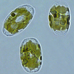 Diatoms & microalgae
