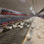 Cage Free Poultry Housing and Egg handling by Vencomatic