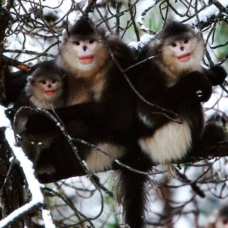 The Snow Monkeys of China