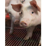 Eleveurs adhérents Cooperl