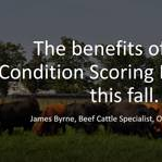 Benefits of Body Condition Scoring of Beef Cows Webinar