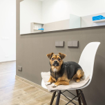 Fellini Dog Salon, Dusseldorf