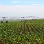 ARROSAGE MÉCANISÉ / Mechanized Irrigation