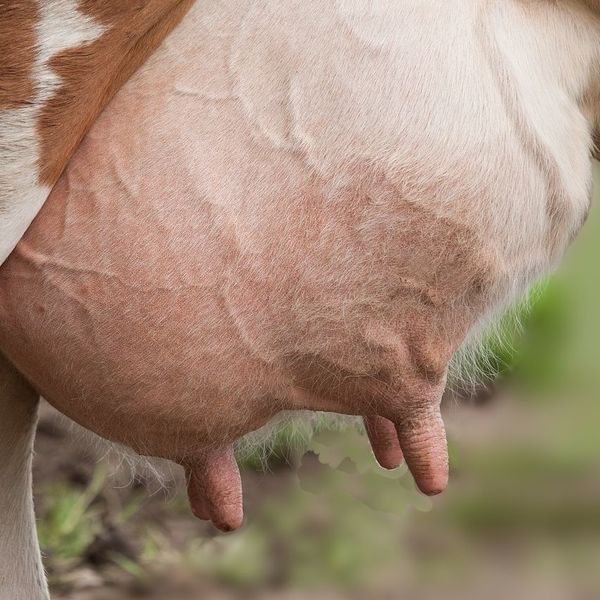 Spenen stimuleren met water van 85°C?
