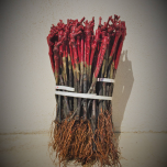 Plants de vignes traditionnels - 30 cm