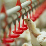 Cumberland Agricultural Products