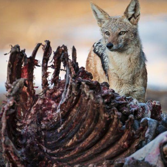 The Wild Sides (Nature, 3x50 min, 4K)