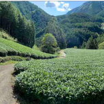 Organic HOJI-CHA (Roasted green tea) leaf