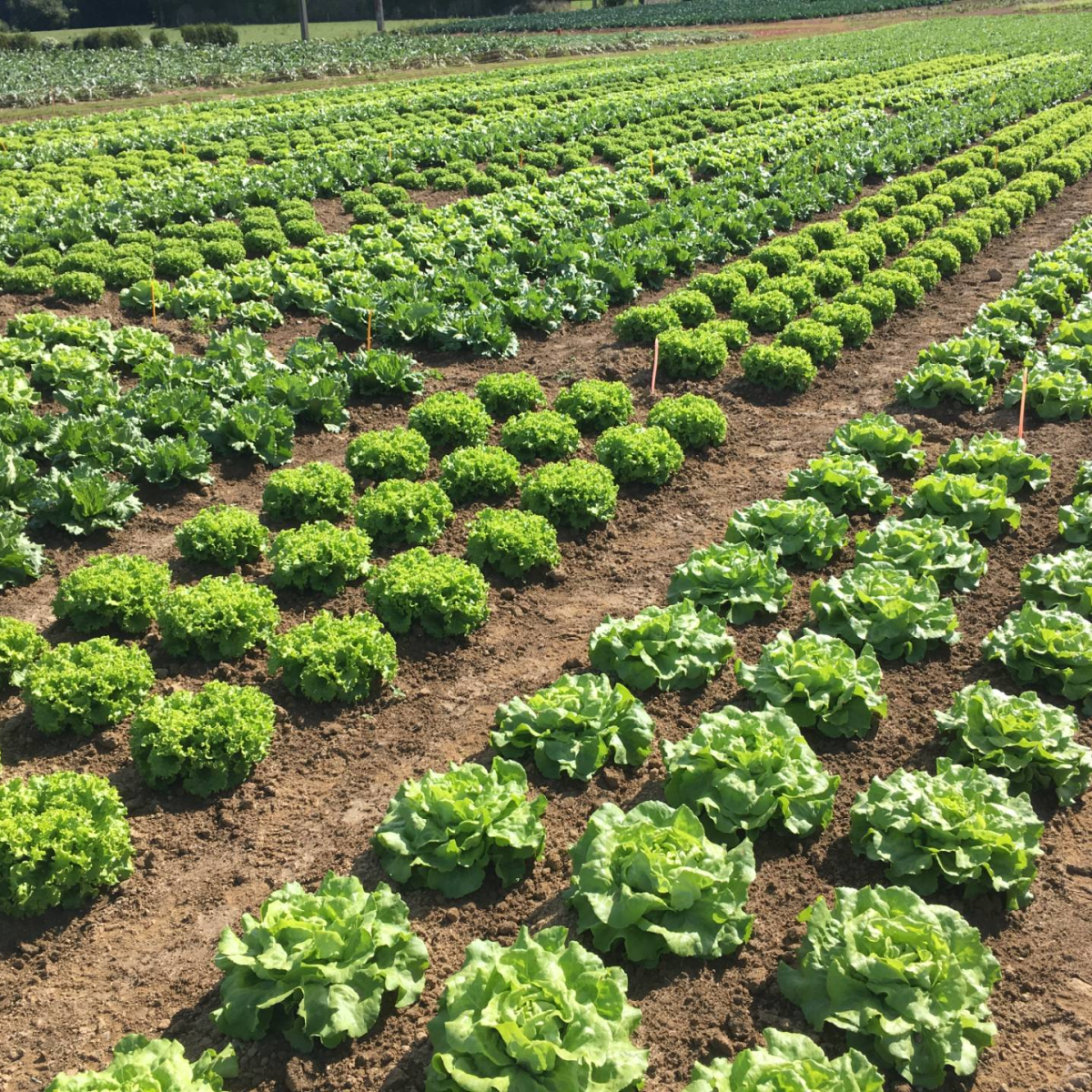 Evaluation des produits phytopharmaceutiques sous agrément BPE