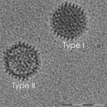 QuTEM - Adenoviral vector analysis