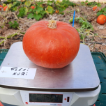 COURGE POTIMARRON FLEXI KURI F1