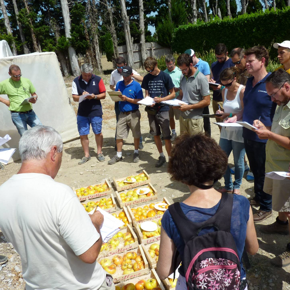 Expérimentation pour les producteurs de fruits et légumes