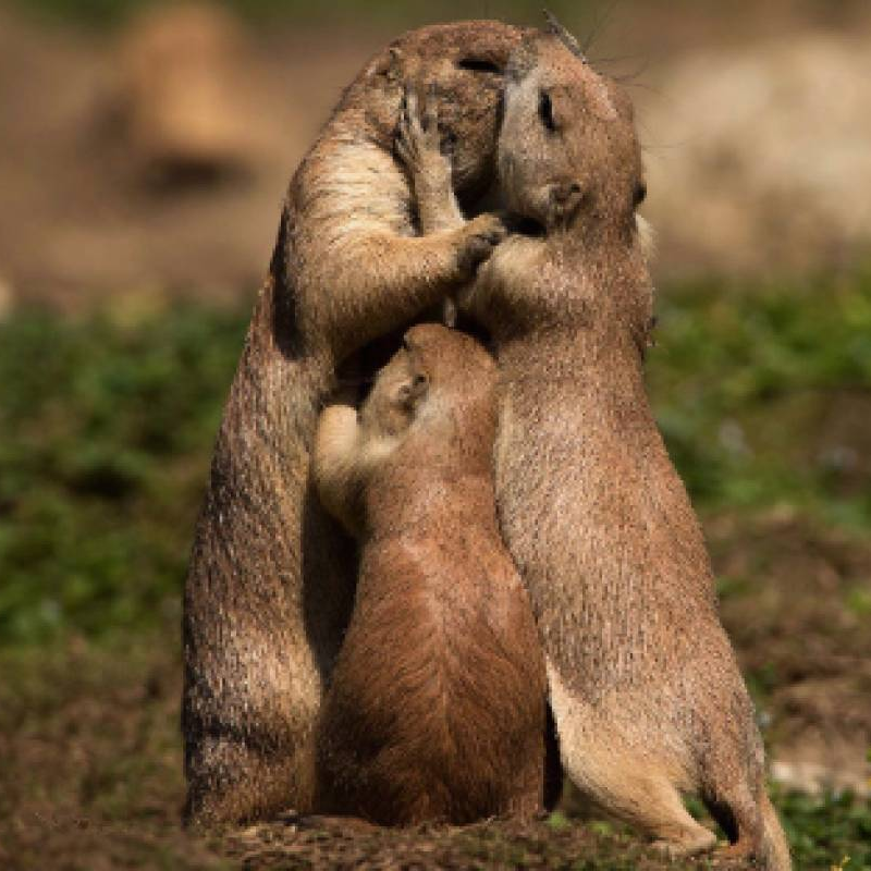 The Wild West: A Prairie Dog's Life