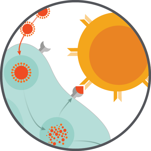 immunoSEQ T-MAP COVID