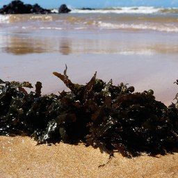 boniface™ - our organic certified calcareous algae naturally rich in calcium