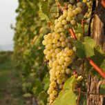 Lieviti per Enologia