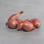 Échalote de semis, Innovator F1