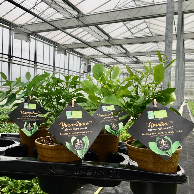 GAMME AGRUMATIQUES ® OU FEUILLAGES AROMATIQUES D’AGRUMES