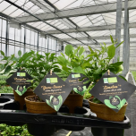 GAMME AGRUMATIQUES ® OU FEUILLAGES AROMATIQUES D’AGRUMES