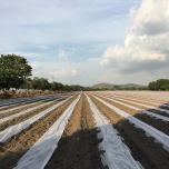 VOILE NON TISSE - P17 - CYLTHERMIC