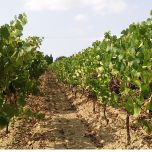 IGP du Val de Loire Pinot Gris