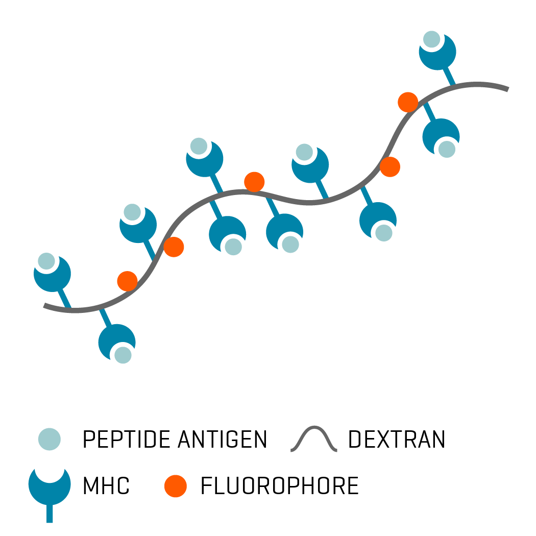 MHC Class I Dextramer® Reagents