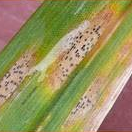 Prairie Crop Disease Monitoring Network