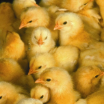 Ammonia in Poultry Barns Webinar