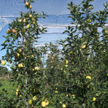 Evaluation des produits phytopharmaceutiques sous agrément BPE