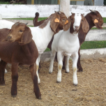 Introduction to Small Ruminant Production Course Video