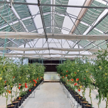 Coatema Agrivoltaics