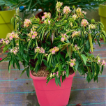 LONICERA X MARINELLA ®