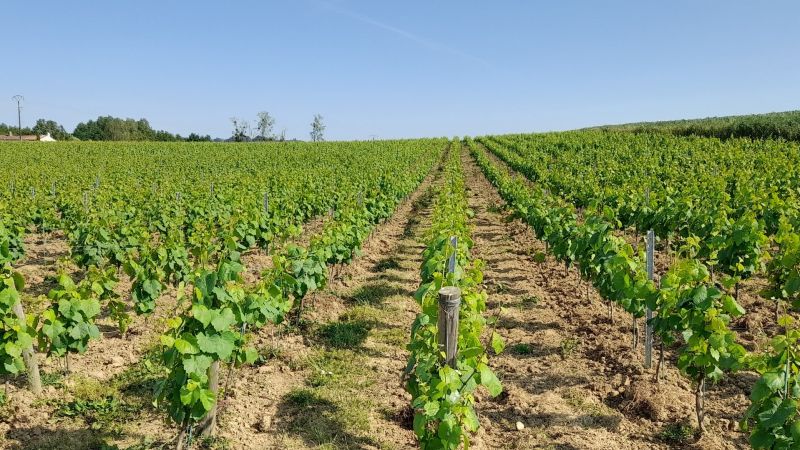 DEPHY, 10 years of results! Global impacts for a winegrowing farm (case study)
