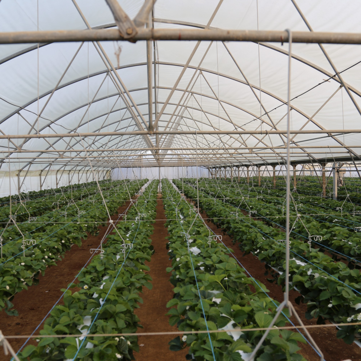 Système Déplacement Latéral Haute Densité DELAHADE