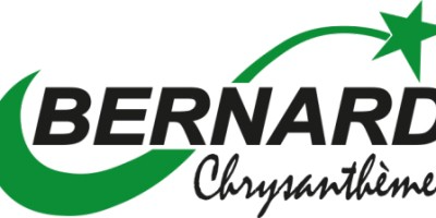 BERNARD CHRYSANTHEMES