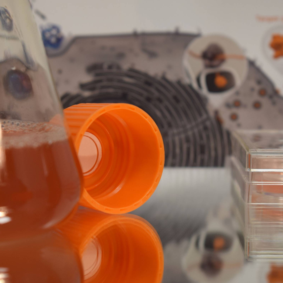 Recombinant Antibody Production