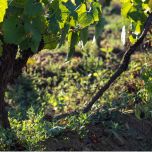 Domaine Chéreau-Carré