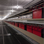 Cage Free Poultry Housing and Egg handling by Vencomatic